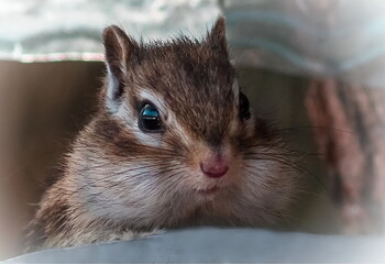 Squirrel eats nuts and asks for more food from a person