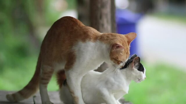 the ginger cat making love to white cat