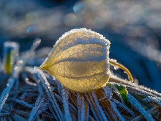 frozen plant physalis in the winter garden