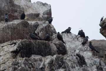 Views of sea lions in the Ballestas Islands, Peru