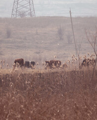 Cows graze in the sun