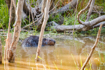 American beavers in pond with branches © Jen