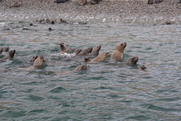 Views of sea lions in the Ballestas Islands, Peru