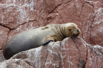 Obraz premium Views of wildlife in the Ballestas Islands, near Paracas Peru