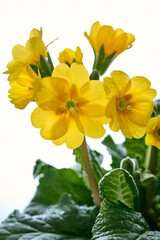 Fototapeta premium Gelbe Schlüsselblumen