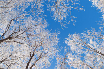 Looking up at frosty tree tops in winter forest, low angle view.