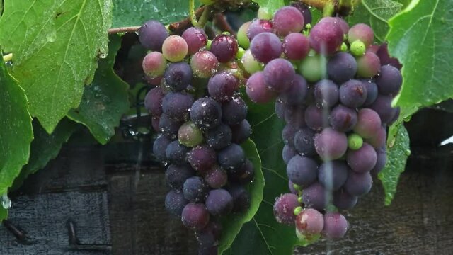 Closeup of grape bunches in the rain.