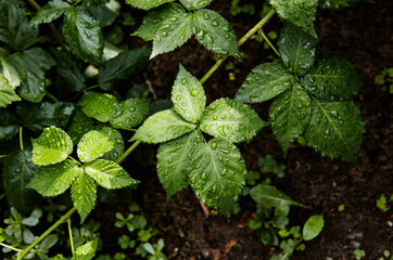 Abstract image of raspberry leaves in the garden. Rain drops on the leaves. Selective focus, blurred background