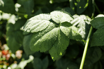 Abstract image of raspberry leaves in the garden. Rain drops on the leaves. Selective focus, blurred background