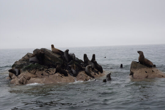 Views of wildlife in the Ballestas Islands, near Paracas Peru