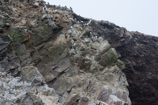 Views of wildlife in the Ballestas Islands, near Paracas Peru