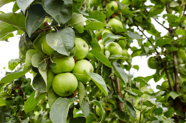 Ripe apples on a tree in a garden. Organic apples hanging from a tree branch in an apple orchard