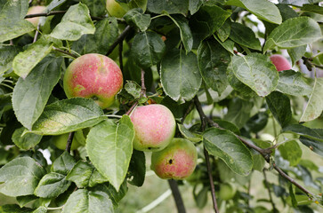 Ripe apples on a tree in a garden. Organic apples hanging from a tree branch in an apple orchard