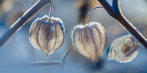 frozen plant physalis in the winter garden