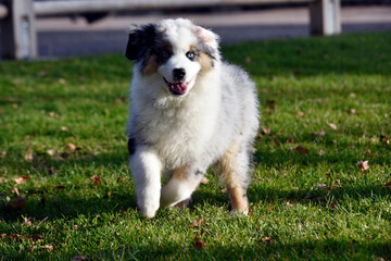 mini berger américain