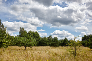Dense forest against the sky and meadows. Beautiful landscape of a row of trees and blue sky background