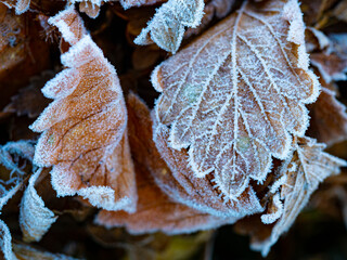 frozen leaves in the winter garden