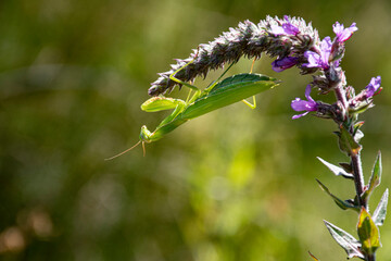 690 mante religieuse