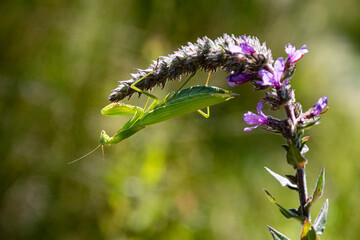 691 mante religieuse