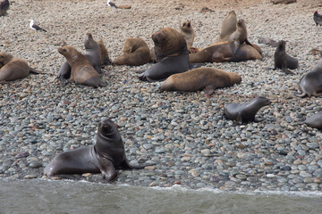 Views of wildlife in the Ballestas Islands, near Paracas Peru