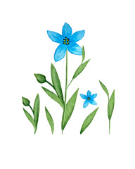 Flax Linum blue flax flower watercolor. Set of individual elements. Isolated, white background. Watercolor vector illustration. Vector illustration