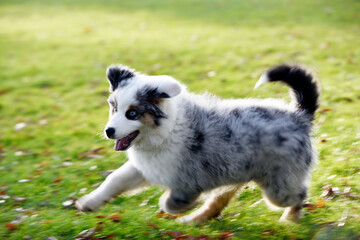 mini berger américain