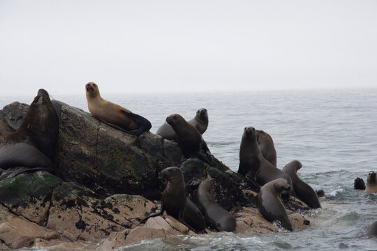 Views of wildlife in the Ballestas Islands, near Paracas Peru