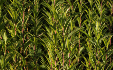 Texture of young Giant goldenrod ( Solidago gigantea ) plants before bloom in spring