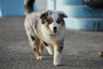 mini berger américain