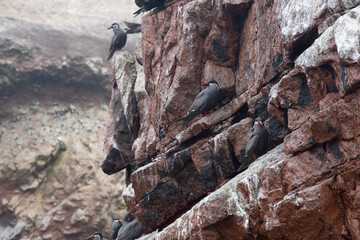 Views of wildlife in the Ballestas Islands, near Paracas Peru