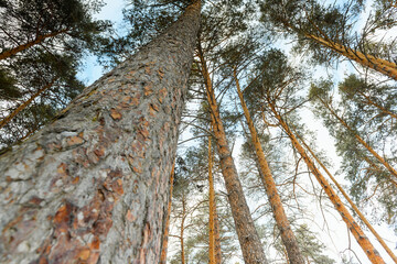 Crowns of pine trees, spruce in winter forest ,bottom-up view. Pine trunks close-up