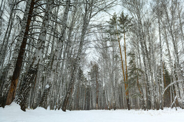 Winter forest landscape: birch trees in the forest.