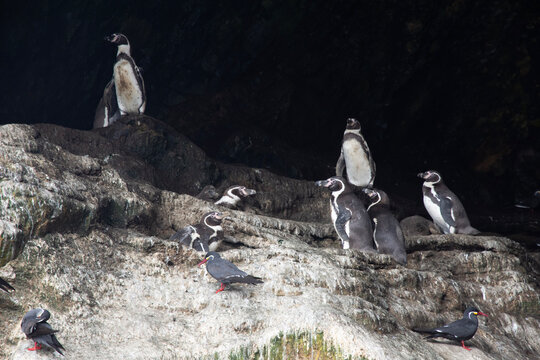 Views of wildlife in the Ballestas Islands, near Paracas Peru
