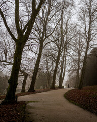 Fototapeta premium foggy autumn in the park in England