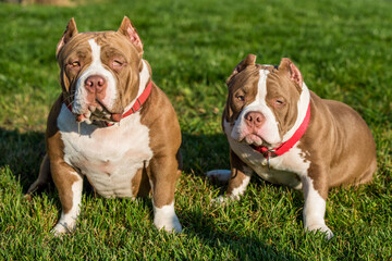Two Chocolate color American Bully dogs are on nature