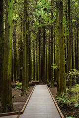Obraz premium 사려니숲길