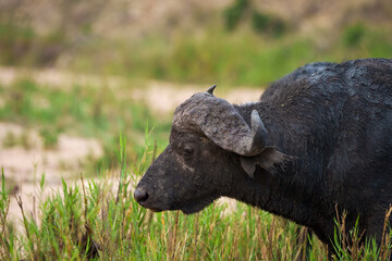 Cape buffalo or African buffalo (Syncerus caffer caffer). Mpumalanga. South Africa.