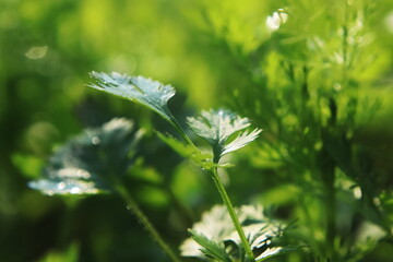 Green Coriander leaves in a farm.