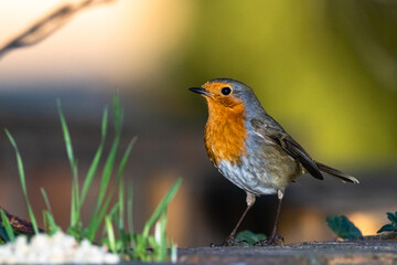 Obraz premium European Robin in a park in Provence