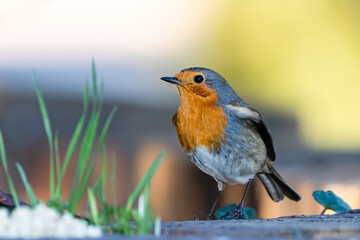 European Robin in a park in Provence