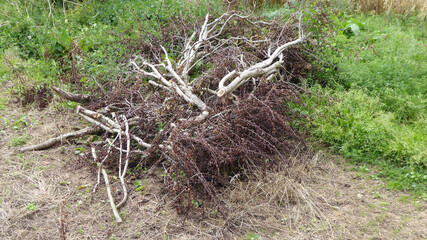 stump in the forest