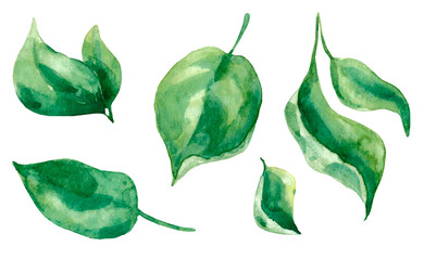 Set of apple tree leaves of various shapes, watercolor illustration, isolated on white background.