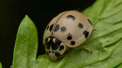 Details of a white lady bug on green grass.