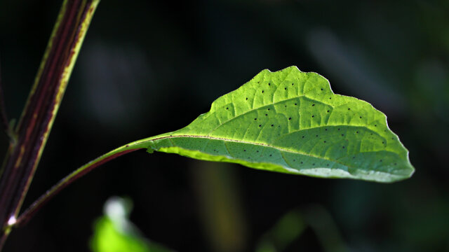 Apple-of-Peru ( Nicandra physalodes ) plant with isolated green leaf and black background