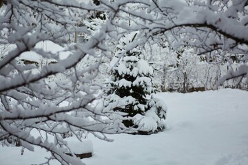 A branch of a tree in winter, covered with fresh white snow