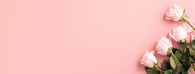 Valentine's Day design concept background with pink rose flower on pink background.
