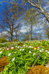Fototapeta na wymiar Wood anemone flowers on a meadow in beautiful landscape