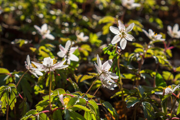 Flowering Wood anemone flowers in sunlight
