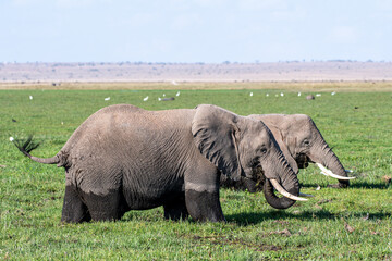 Elefanten im Sumpf