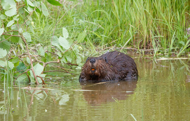 American beavers in pond with branches